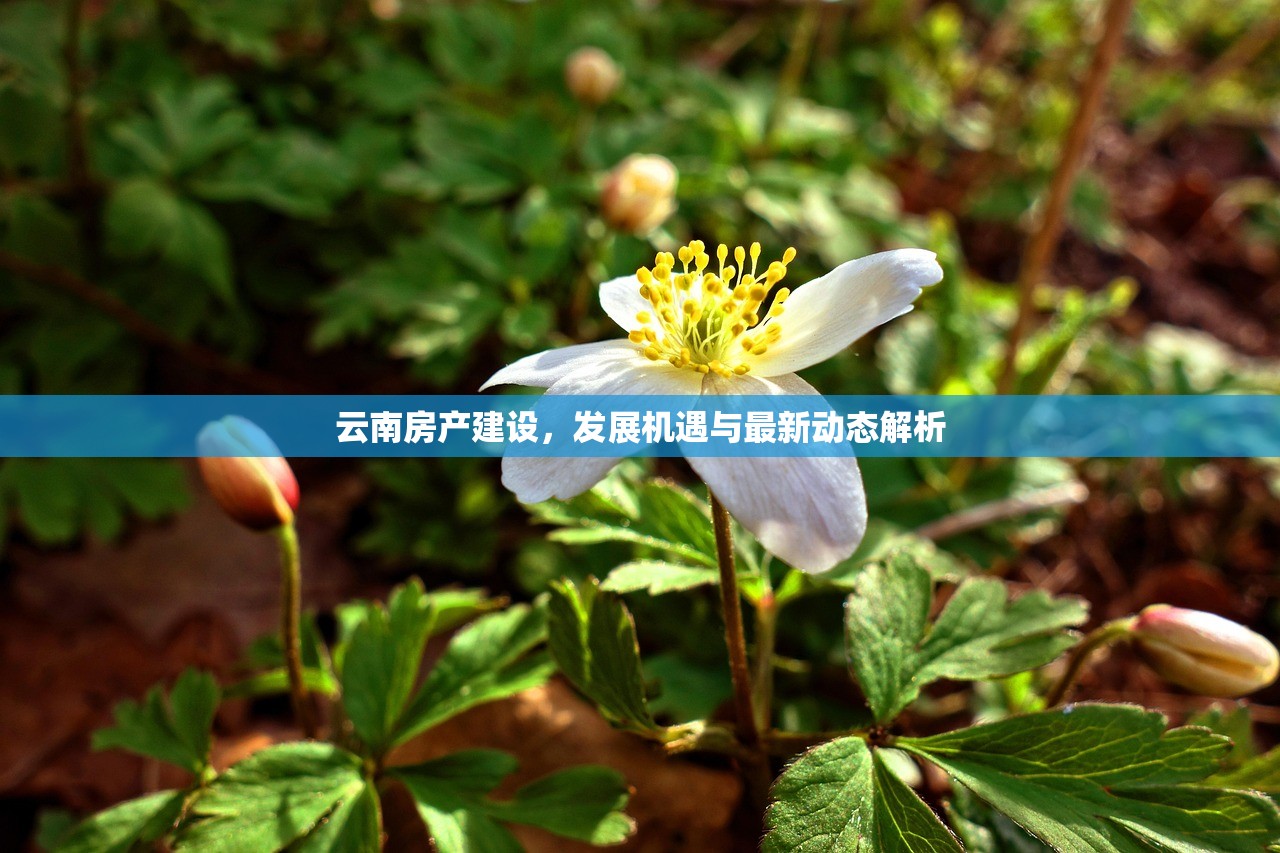 商铺购买后房产证办理流程，视频教程指南